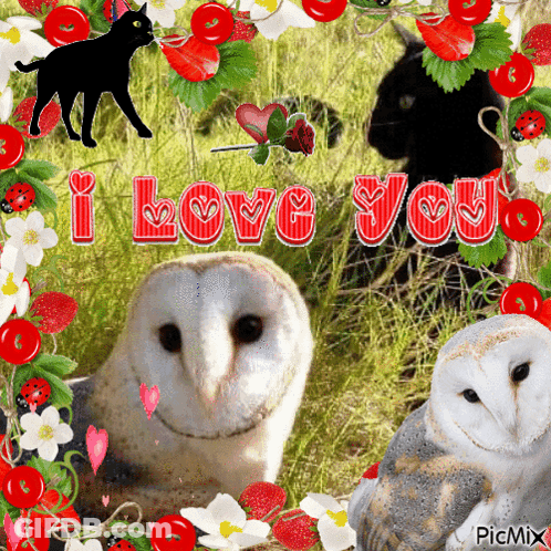 Three Owls And Black Cat I Love You GIF