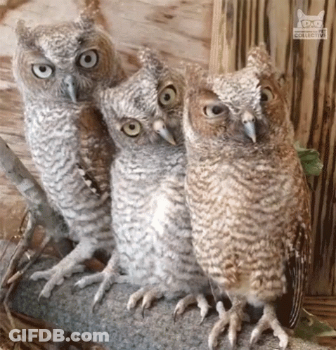 Three Owls Sitting Next To Each Other With Owl Collective Logo GIF