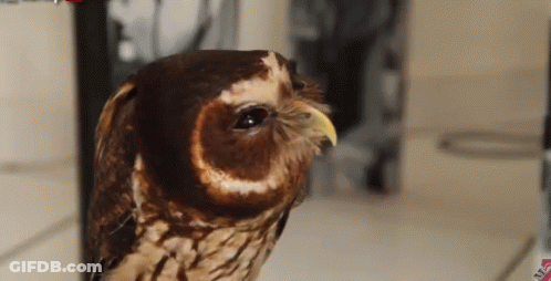 Three Owls Sitting Together With Owl Collective Logo GIF