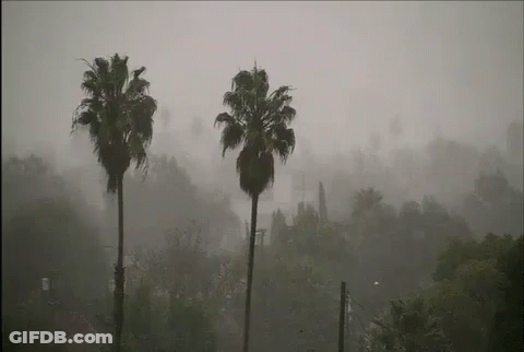 Three Palm Trees Are Silhouetted Against A Foggy Sky GIF