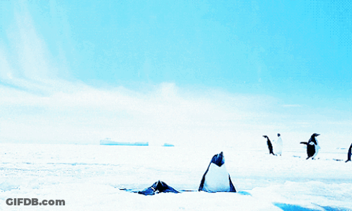 Three Penguins Are Standing In The Snow With Their Wings Spread GIF