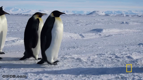Three Penguins Are Walking In The Snow With The National Geographic Logo In The Corner GIF