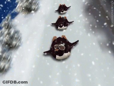 Three Penguins Wearing Goggles Skiing Down Snowy Hill GIF