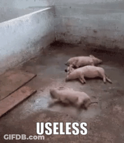 Three Pigs Are Laying On The Ground In A Dirty Room With The Words Useless Written On The Bottom . GIF