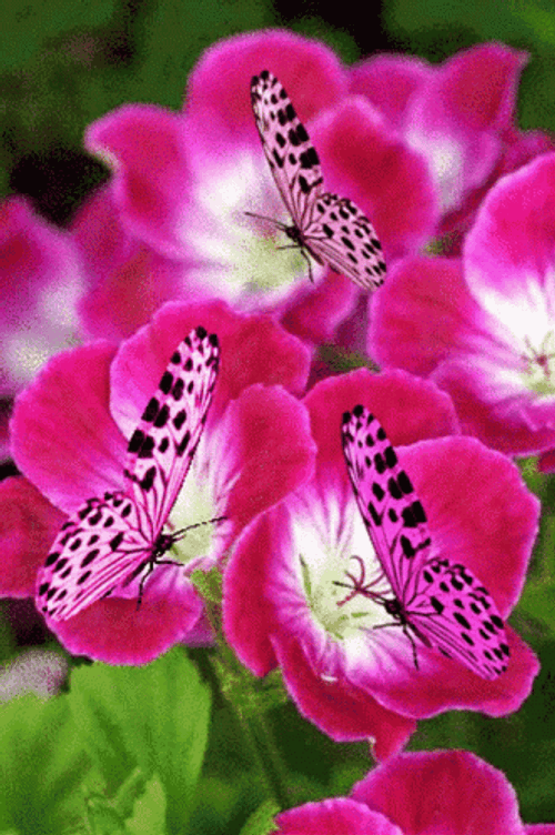 Three Pink Butterflies Flapping GIF