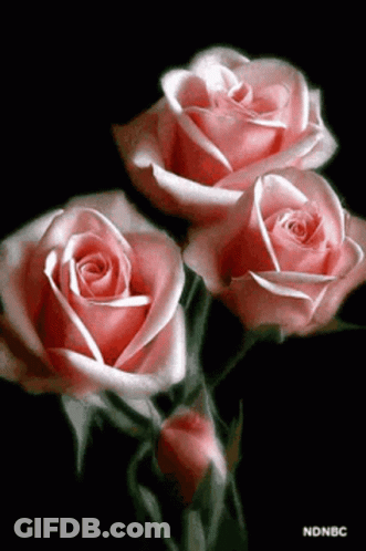 Three Pink Roses Are On A Black Background GIF
