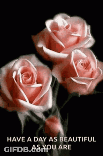 Three Pink Roses Day As Beautiful As You GIF