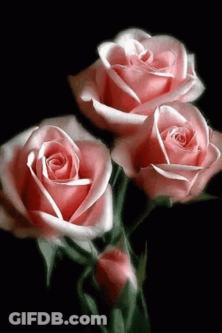 Three Pink Roses With Green Leaves On Black GIF