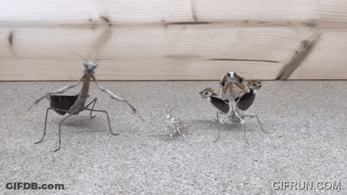 Three Praying Mantises Standing Together With Gifrun Watermark GIF