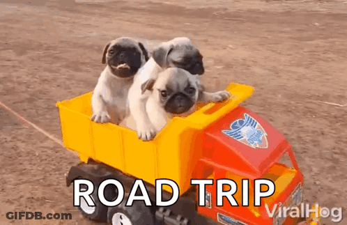 Three Pug Puppies Are Riding In A Toy Truck . GIF