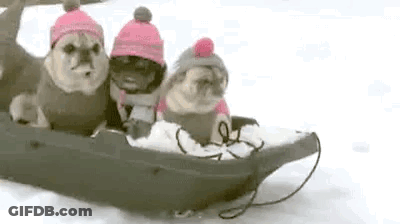 Three Pugs Riding Sled In Snow GIF