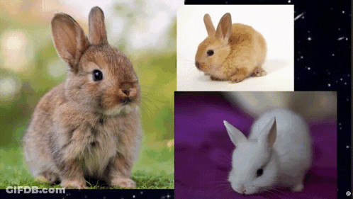 Three Rabbits Collage Purple Background GIF