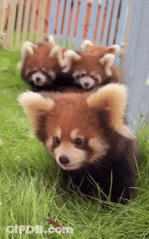 Three Red Pandas Walking In Grass GIF