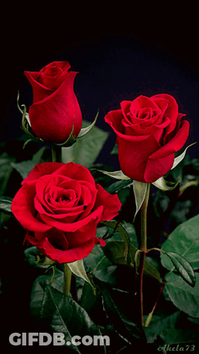 Three Red Roses Against A Black Background With The Number 73 On The Bottom Right GIF