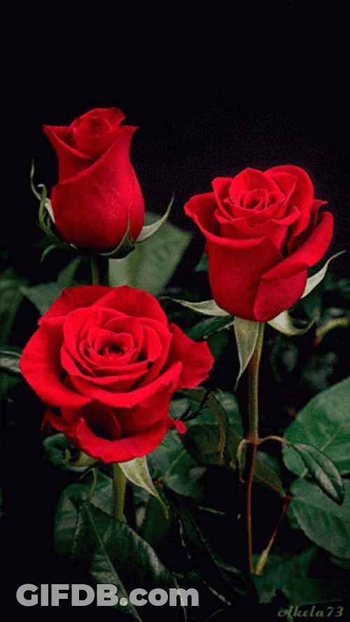 Three Red Roses Moving Elegantly GIF