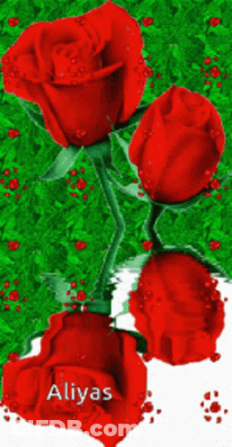 Three Red Roses Named Aliyas GIF