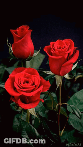 Three Red Roses On A Black Background With The Number 73 GIF