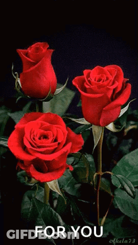 Three Red Roses On A Black Background With The Words For You Written Below Them GIF