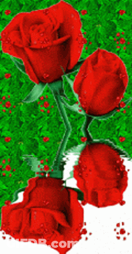 Three Red Roses Surrounded By Green Leaves GIF