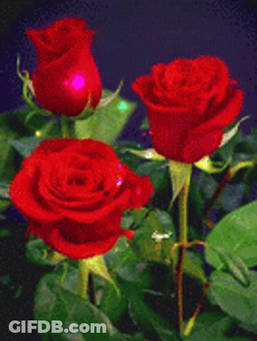 Three Red Roses Surrounded By Green Leaves On Dark Blue GIF