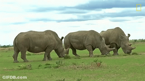 Three Rhinos Grazing In A Grassy Field With A National Geographic Logo On The Bottom Right GIF