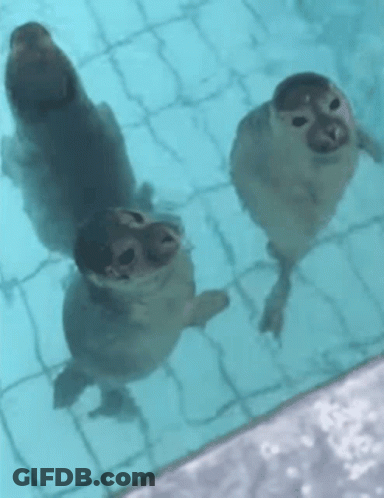 Three Seals Are Swimming In A Pool Looking Up At The Camera . GIF