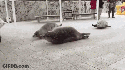 Three Seals Lying On Brick Floor In Zoo GIF