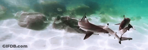 Three Sharks Swimming Near Rock GIF