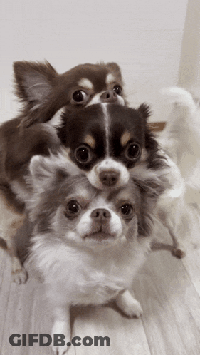 Three Small Dogs Are Stacked On Top Of Each Other On The Floor GIF