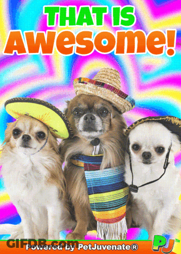 Three Small Dogs Wearing Sombrero Hats And Scarves On A Colorful Background That Says That Is Awesome Powered By Petjuve GIF