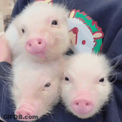 Three Small Pigs Are Being Held By A Person Wearing A Blue Shirt With A Unicorn On It GIF