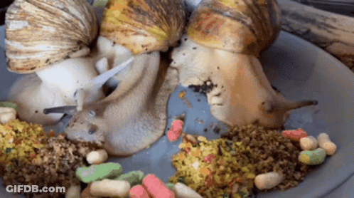 Three Snails Are On A Plate With Food GIF