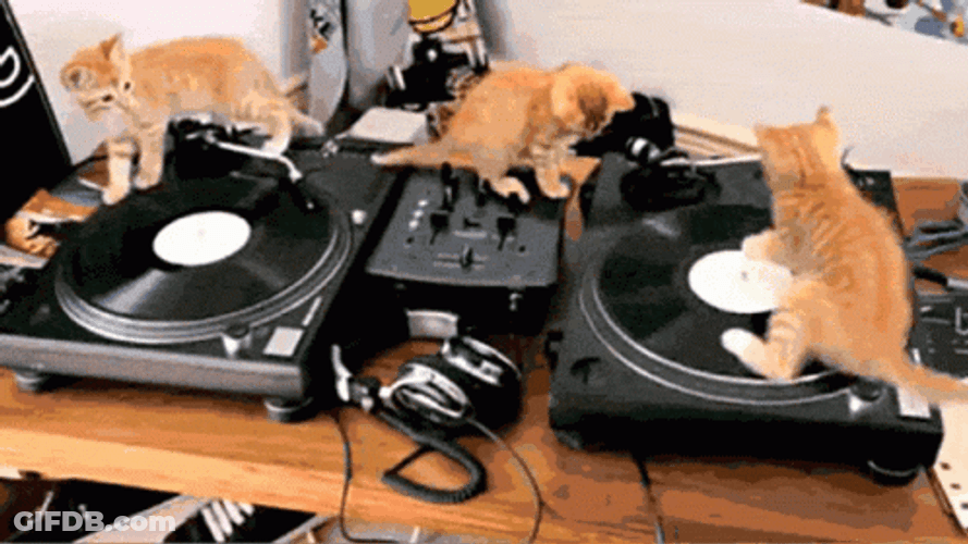 Three Spinning Cat On Music Discs GIF