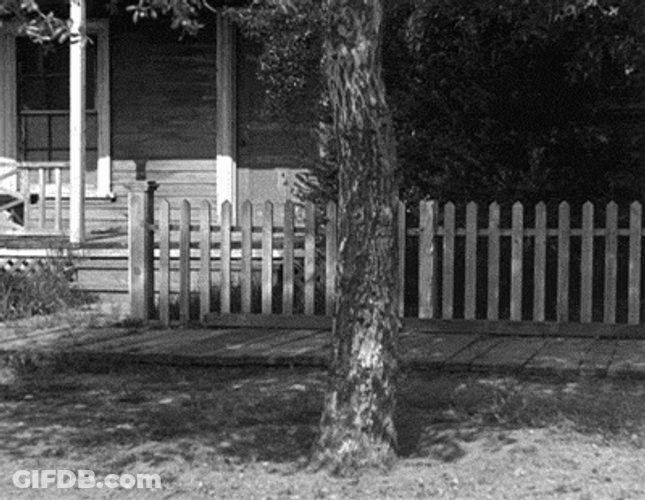 Three Stooges Hiding Tree GIF