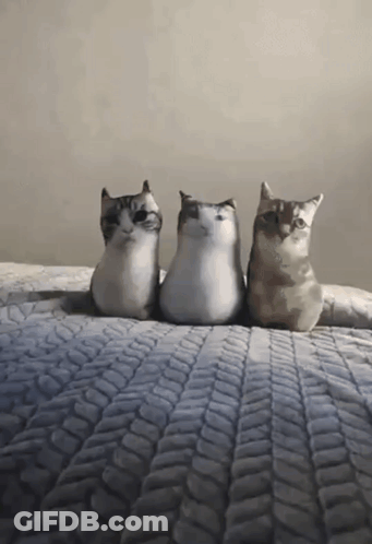 Three Stuffed Cats Are Sitting On A Bed With A Patterned Blanket GIF