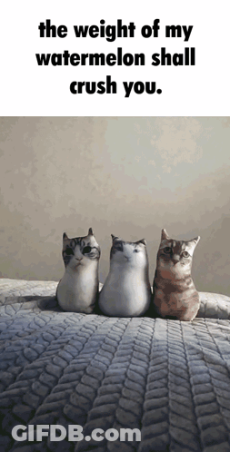 Three Stuffed Cats Are Sitting On A Bed With The Words " The Weight Of My Watermelon Shall Crush You " GIF