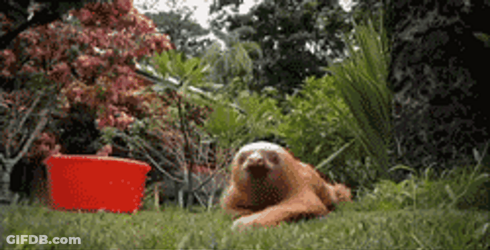 Three Toed Sloth Coming In Hot GIF