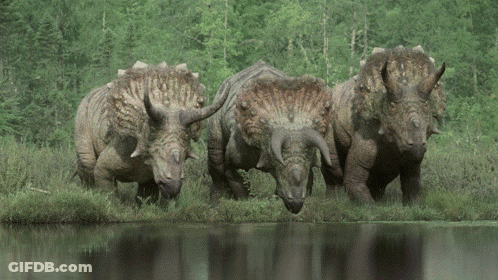 Three Triceratops Standing Near Water GIF