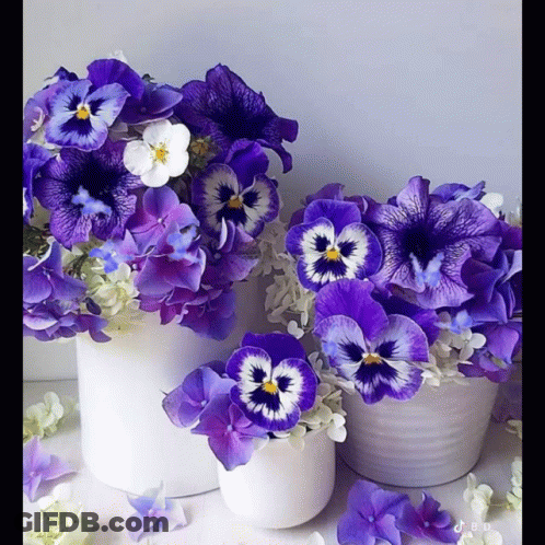 Three Vases Of Purple And White Pansies GIF