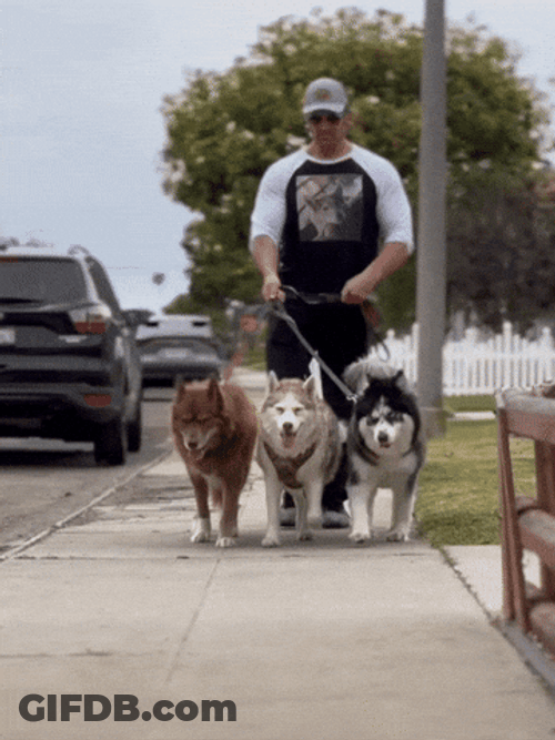 Three Walking Dog GIF