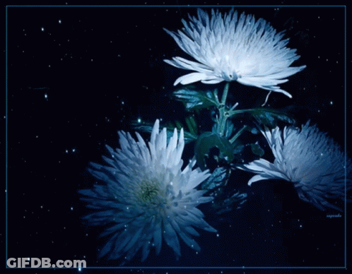 Three White Flowers Are Against A Black Background GIF