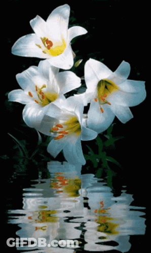 Three White Flowers Are Reflected In The Water GIF
