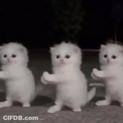 Three White Kittens Standing On Hind Legs GIF