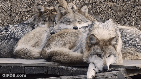 Three Wolves Laying On Top Of Each Other On Wooden Platform GIF