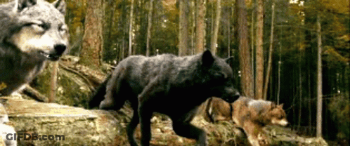 Three Wolves Running Through Forest GIF