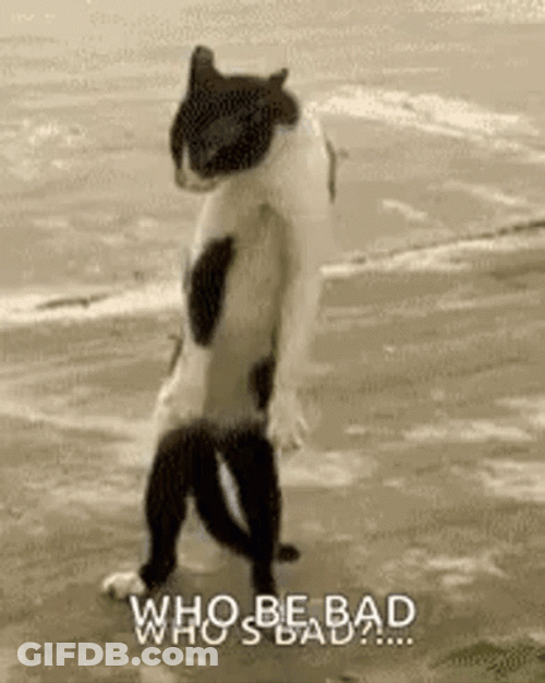 Thriller Dance Cat Cool Dance GIF