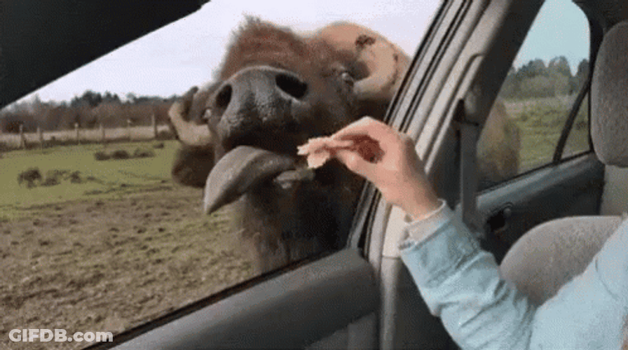 Thrilling Buffalo Feeding Activity GIF