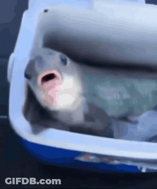 Thumb On Fish Mouth GIF