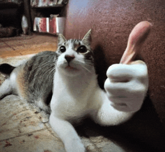 Thumbsup Meme GIF