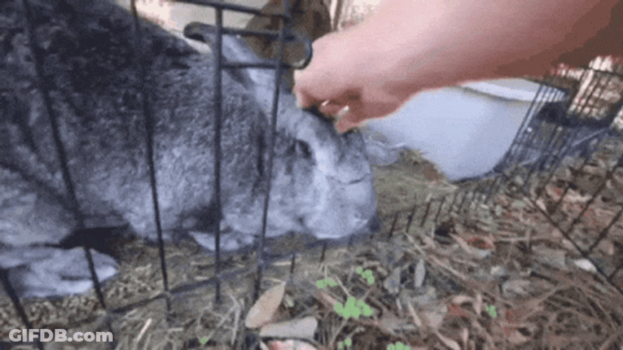 Thumper GIF